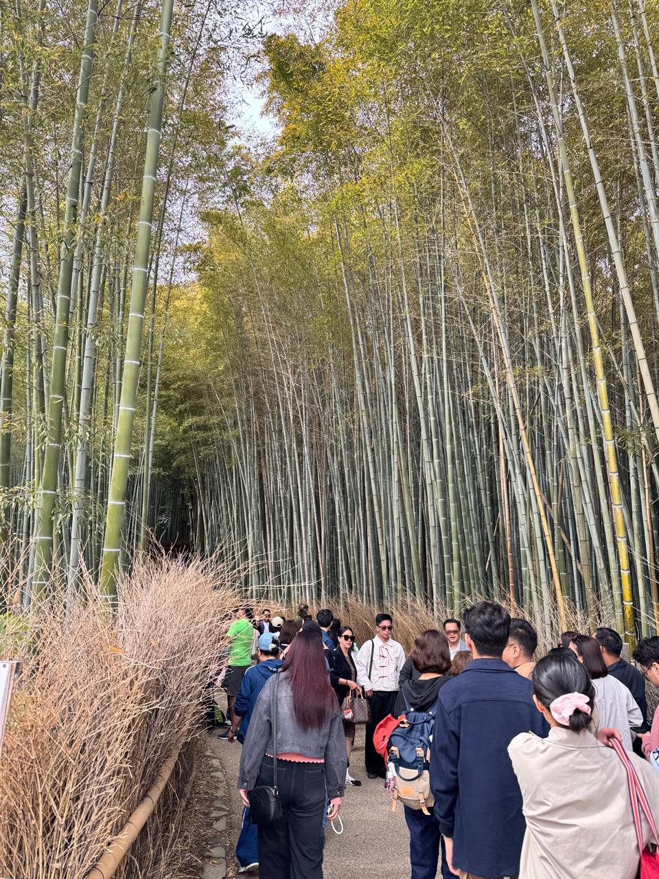 Things to Do in Arashiyama, Kyoto: Top 10 (2026)