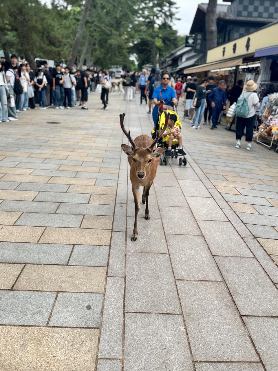 Nara Best Time to Visit: Season Guide