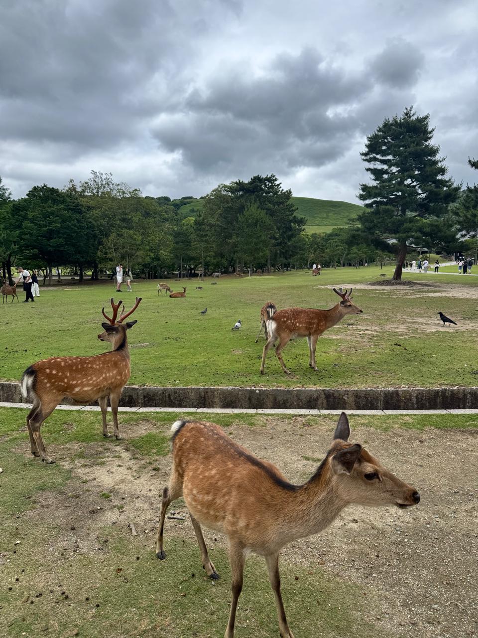 Nara One Day Itinerary: Temples & Deer